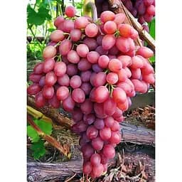 Саджанець Agro-Market Виноград Променистий (кишмиш, ранньо-середній термін дозрівання) 1 шт. в упаковці (19801)