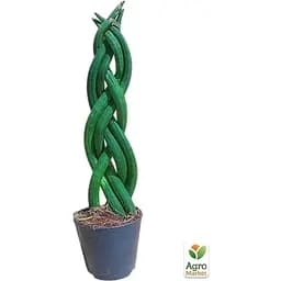 LMTD Сансевієрія КОСА Agro-Market Сylindrica 25-35см (181114) 1 саджанець в упаковці  - мініатюра 2