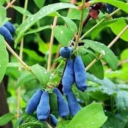 Саджанець Agro-Market Жимолість Алісія (середньопізній термін дозрівання, ягоди з куща не обсипаються) 1 саджанець (43966)