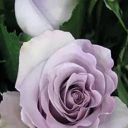 Троянда чайно-гібридна Agro-Market Boyfriend саджанець класу АА+ вищий сорт 1 шт. в упаковці (37166)