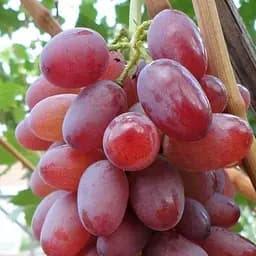 Саджанець Agro-Market Виноград Малиновий Супер (мускат, ультрараннього терміну дозрівання) (50821) 1 шт. в пакуванні