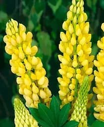 Саженец Agro-Market Люпин Chandelier 1 шт. в упаковке (21294)