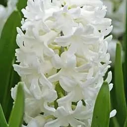 Гиацинт "Antarctica" 2 шт (17244)