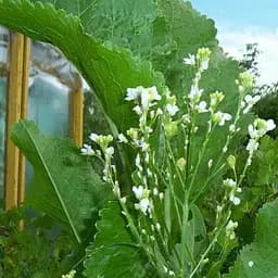 Хрен "Атлант" (острая, пикантная пряность для консервации) (155961) 1 саженец в упаковке