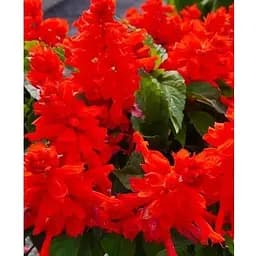 Сальвия блестящая красная (Зипер) Весна 0,3г (12095)