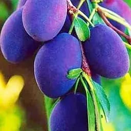 Саджанець Agro-Market Слива Улюблениця Султана (літній сорт, середній термін дозрівання) (39988) 1 шт. в упаковці