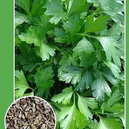 Насіння Весна Петрушка Урожайна 2 г (18790)