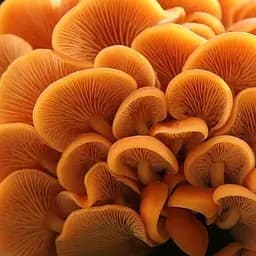 Сухий зерновий міцелій "Опеньок зимовий" 100г (45190)