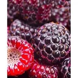 Саджанець Agro-Market Малиново-ожиновий гібрид чорний з глянсовим блиском Розкішний блюз (Luxury Blues) (преміальний великоплідний сорт) Корневище 1 шт. (43051)