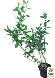 Саджанець Agro-Market Лохина 3-х річна Ріка (Reka) С5 висота 70-90см 1 шт. в пакуванні (182326) - мініатюра 2