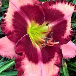 Лілійник "Tavares Cherry Supreme" (сортовий вкорінений в контейнері С1,2) (186021) 1 саженец