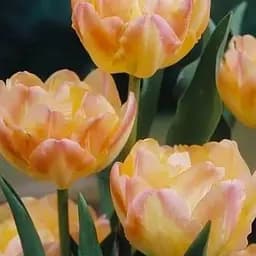 Тюльпан "Creme Upstar" (розмір 10/11) 3 шт (48692)