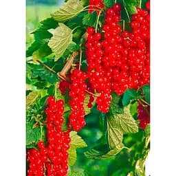 Саджанець Agro-Market Порічка (смородина) червона Ровада (Rovada) (середньо-пізній термін дозрівання, має великі, тверді і блискучі ягоди) 1 шт. в упаковці (23393) - мініатюра 2
