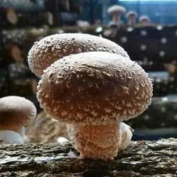 Міцелій на дубових брусочках "Шиитаке 370" 10шт (45301)