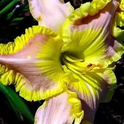 Лілейник "Ted's Tribute to Linda" (186862) 1 шт