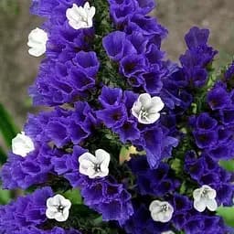 Статиця "Blue River" (кермек лимоніум сухоцвіт) (190068) 1 саджанець