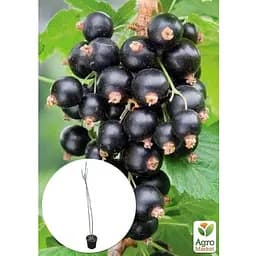 Саджанець Agro-Market Смородина на штамбі Black ball вазон С2 (184310) 1 шт. (кімнатний) - мініатюра 2