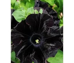 Саджанець Agro-Market Петунія ампельна Crazytunia Black Mamba (116324) 1 шт. в упаковці