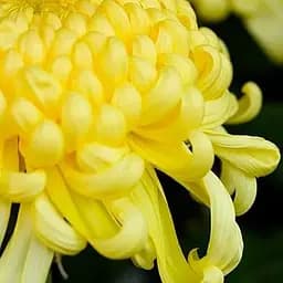 Хризантема великоквіткова "Caracas Jaune" (189672) 1 саженец