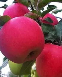 Саджанець Agro-Market Яблуня Гала Маст (Гала) (Ранньозимовий сорт) (15754) 1 шт. в упаковці - мініатюра 2