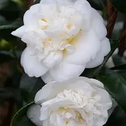 Камелия японская белая махровая "Nobilissima" (181735) 1 саженец