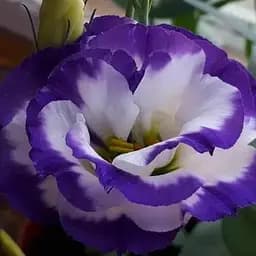 Эустома махровая "Croma Blue Picotee" укоренена в контейнере Р9 (50673) 1 саженец