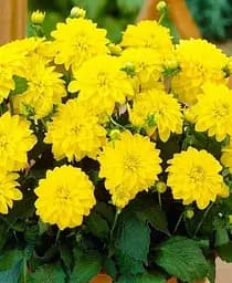 Клубень Agro-Market Георгина Gallery Cezanne 1 шт. в упаковке (72004)