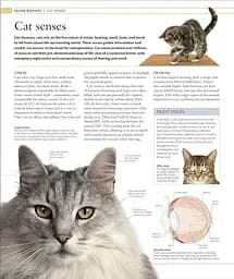 The Cat Encyclopedia - мініатюра 10