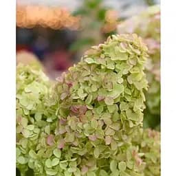 Гортензія волотиста 2-річна "Little Fraise" висота саджанця 20-30см (186205) 1 саженец