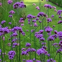 Вербена Бонарська (сухоцвіт цвіте до заморозків) вазон Р9 (188629) 1 саженец