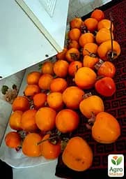 Саджанець Agro-Market Хурма Божий дар на віргінській морозостійкій підщепі 1 шт. в упаковці (42996) - мініатюра 2