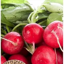 Насіння Весна на вагу Редис Ранній червоний ціна за 10 г (22268)