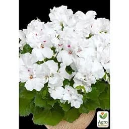 Саджанець Agro-Market Пеларгонія Королівська Aristo Snow (контейнер № 10 висота 10-20 см) (49113) 1 шт. в упаковці - мініатюра 2