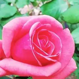 Троянда чайно-гібридна Agro-Market Монтезума саджанець класу АА+ вищий сорт New 1 шт. в упаковці (45909)