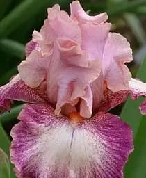 Саженец Agro-Market Ирис бородатый крупноцветковый Musican 1 шт. в упаковке (41129)