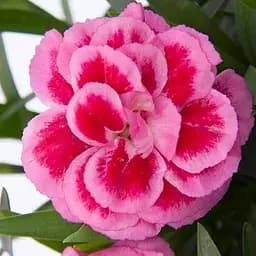 Гвоздика Махрова "Oscar Violet and Pink" (188618) 1 саженец