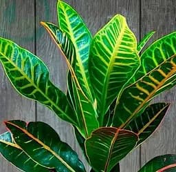 Саджанець Agro-Market Кодієум Excellent (51635) 1 шт. в упаковці (кімнатний)