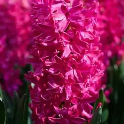 Гіацинт "Jan Bos" (186356) 2 шт