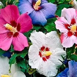 Гібіскус деревоподібний "Сирійський мікс" (Зіпер) Весна 0.3г (184637)