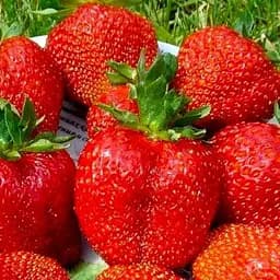 Саджанець Agro-Market Полуниця рубіново-червона Влада короля (Power of the king) (преміальний ремонтантний сорт, дуже солодка) 5 шт. в пакуванні (48178)