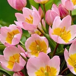 Тюльпан Lilac Wonder розмір 5/+ великий в упаковці 5 шт. (16906)