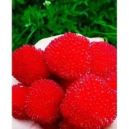 Саджанець Agro-Market Тибетська малина Розолін (середній термін дозрівання, дає дуже великі смачні плоди) Корневище 1 шт. (101845)