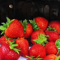 Саджанець Agro-Market Полуниця Сірафін (ремонтантний сорт) 5 шт. в пакуванні (44712)