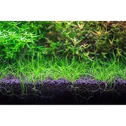 Грунт для акваріума Aquario Neo Soil Plant 3 л (neo-soil-plant-3) - мініатюра 4