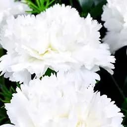 Саджанець Agro-Market Гвоздика Махрова Super Trouper Whitney (контейнер № 10, висота 10 см) (112697)