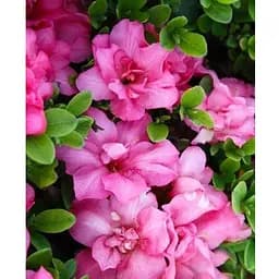 Рододендрон азалієвидний (Azalea japonica) "Rokoko" C1 висота 30-50см (60475) 1 саженец