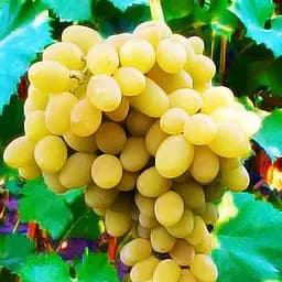 Саженец Agro-Market Виноград Мускат Оттонель №1 (винный сорт, ранний срок созревания, имеет богатый мускатный вкус) 1 шт. в упаковке (44310)