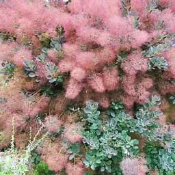 Скумпия 2-х летняя "Grace" С2 высота 30-50см (187684) 1 саженец