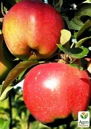 Саджанець Agro-Market Яблуня Камео (зимовий сорт, пізній термін дозрівання) 1 шт. в упаковці (25742) - мініатюра 2