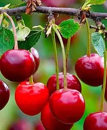 Саженец Agro-Market Вишня Кришана (летний сорт, ранний срок созревания) 1 шт. в упаковке (23658)